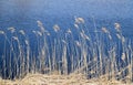 Phragmites perennial grasses in wetlands. Royalty Free Stock Photo