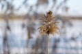 Phragmites - reed blade with dry flower on the background of goldfish and other reeds, beautiful blue - white bokeh