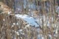 Phragmites in snowy field with single bloom covered in snow