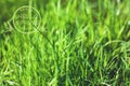 Phrase hello spring over green grass Royalty Free Stock Photo