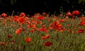 Phrase of Wild Red Poppies Royalty Free Stock Photo