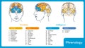 Phrenology. Head brain map.