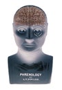 Phrenology head showing brain on white background