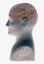 Phrenology head showing brain on white background