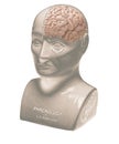 Phrenology head showing half brain on white background