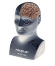 Phrenology head showing half brain on white background