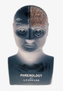 Phrenology head showing half brain on white background