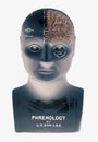 Phrenology head showing half brain on white background Royalty Free Stock Photo