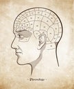 Phrenology retro pseudoscience poster or print design over grunge paper background hand drawn vector illustration. Royalty Free Stock Photo