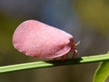 Phromnia rosea