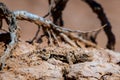 Phrynocephalus helioscopus agama close portrait in nature