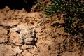 Phrynocephalus helioscopus agama close portrait in nature