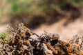 Phrynocephalus helioscopus agama close portrait of in nature