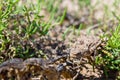 Phrynocephalus helioscopus agama close portrait of in nature Royalty Free Stock Photo