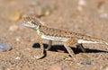 Phrynocephalus ornatus , ornate toad agama