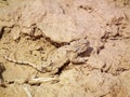Phrynocephalus persicus camouflaged on desert ground , Persian toad-headed agama