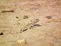 Phrynocephalus persicus , Persian toad-headed agama in desert