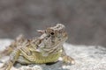 Phrynosoma cornutum Royalty Free Stock Photo