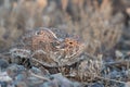 Phrynosoma solare lizard on the ground