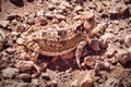 Horned Lizard in Winslow, Arizona Royalty Free Stock Photo