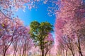 Cherry blossom pink sakura flower phu lom lo Loei Thailand