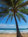 Palm in NaiHarn beach seaview Phuket Royalty Free Stock Photo