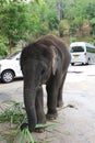 Baby Elephant chained to get money from Tourists