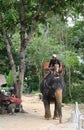 Elephant coming from jungle to pick up tourists
