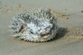 A dead porcupinefish washed up on a beach. Royalty Free Stock Photo