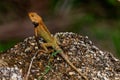 Iguana Jungle Thailand