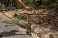 Tourist feeding monkeys, primates on road