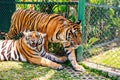 Phuket, Thailand - November 2019 This is the Tiger Kingdom in Phuket where Tourist attraction featuring up-close