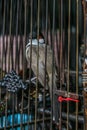 Wild songbirds in cages at the market. Travel around Asia.