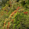 Phutukawa blooms, Lake Rotoiti, NZ Royalty Free Stock Photo