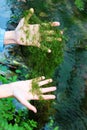 Phycologist holds thalli of charophyte green algae in her hands. Charophyceae algae belong to Charophyta division and only grow in Royalty Free Stock Photo