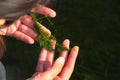 Phycologist holds thalli of charophyte green algae in her hands. Charophyceae algae belong to Charophyta division and only grow in