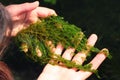 Phycologist holds thalli of charophyte green algae in her hands. Charophyceae algae belong to Charophyta division and only grow in