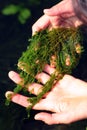 Phycologist holds thalli of charophyte green algae in her hands. Charophyceae algae belong to Charophyta division and only grow in