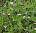 Phyla nodiflora