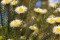 Phylica pubescens, also known as Featherhead Royalty Free Stock Photo