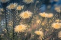 Phylica pubescens, also known as Featherhead Royalty Free Stock Photo