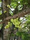 Phyllanthus acidus clusters of gooseberries sprouting from the stem.