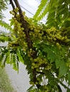 Phyllanthus acidus clusters of gooseberries sprouting from the stem.