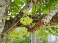 Phyllanthus acidus clusters of gooseberries sprouting from the stem.