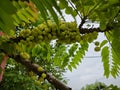 Phyllanthus acidus clusters of gooseberries sprouting from the stem.