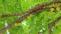 Phyllanthus acidus clusters of gooseberries sprouting from the stem.