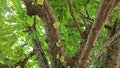 Phyllanthus acidus clusters of gooseberries sprouting from the stem.