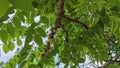 Phyllanthus acidus clusters of gooseberries sprouting from the stem.