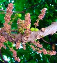 Phyllanthus acidus flower