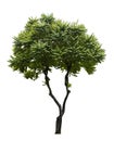 Phyllanthus acidus tree isolated